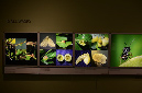 Wasp_exhibition__DSC3444